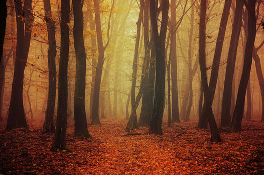 Fading Autumn I.